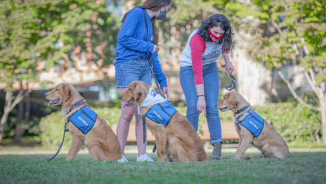 Three beautiful 8-month-old golden retriever siblings – named Cooper, Riggs and Bowman – reunited on the Clemson University campus with their sister, Katie May, 