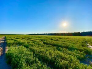 Clemson University has received a $2 million grant from the USDA to create short-season organic chickpea cultivars suited for the Southeast.