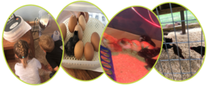 The Wilkins family from Blacksburg participated in the Embryology Summer Camp Kit