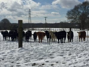 Calves stand waiting for feed