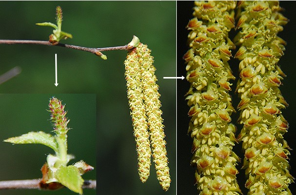 Betula nigra: River Birch