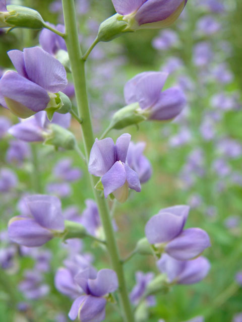 Baptisia australis: Blue False Indigo