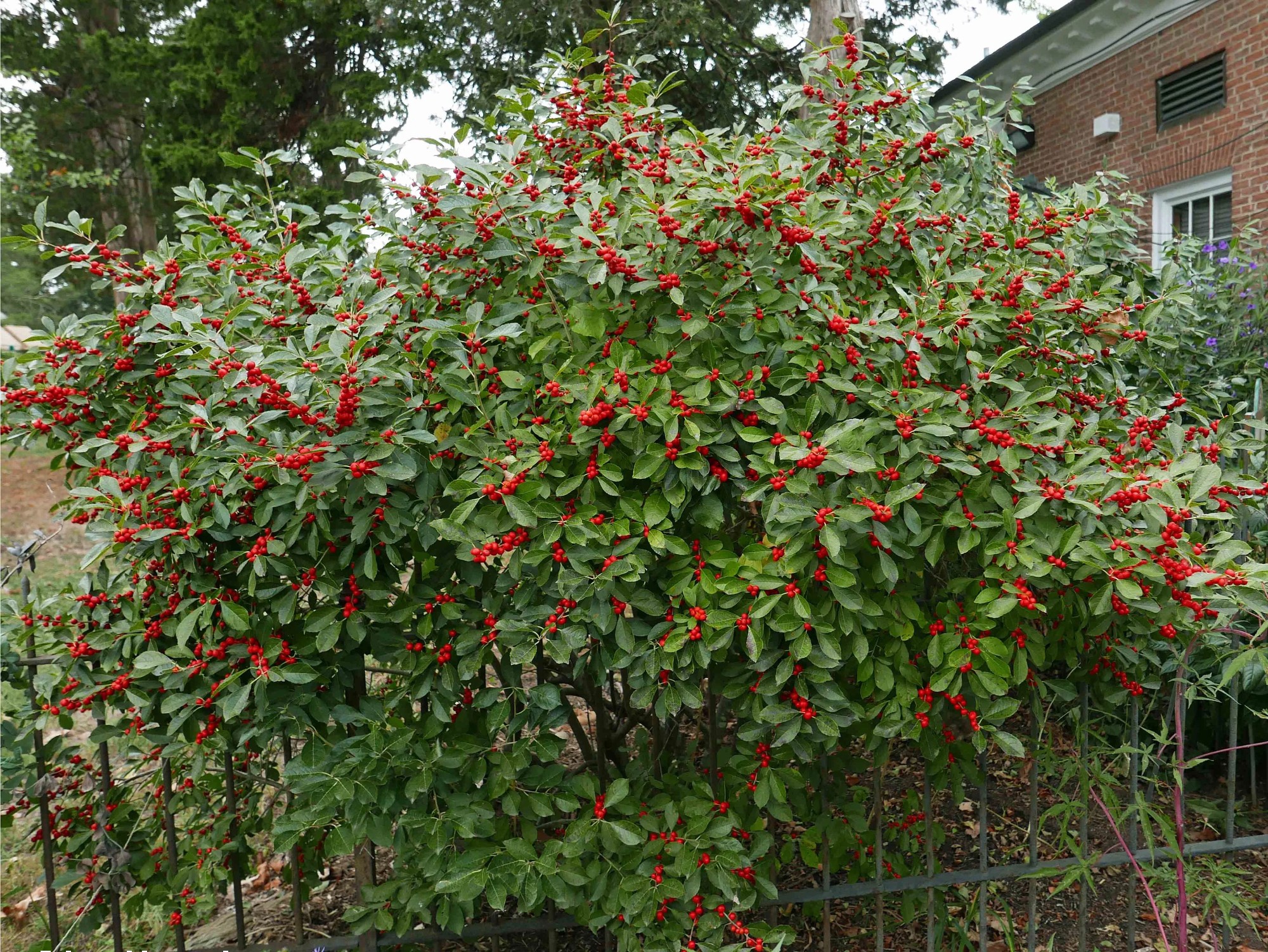 Ilex verticillata: Winterberry Holly