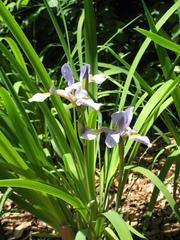 Iris versicolor: Harlequin Blueflag