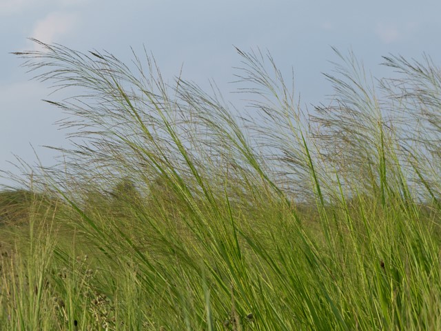 Panicum virgatum: Northwind Switchgrass