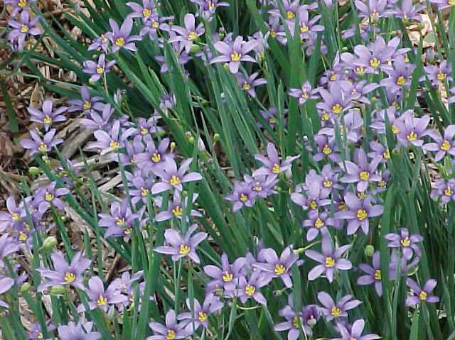 Sisyrinchium angustifolium: Blue-Eyed Grass