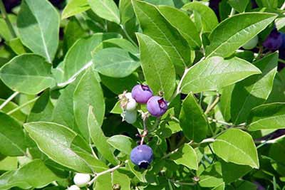 Vaccinium corymbosum: Highbush Blueberry