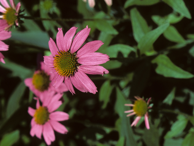 Echinacea purpurea: Kims Knee High Purple Cone Flower
