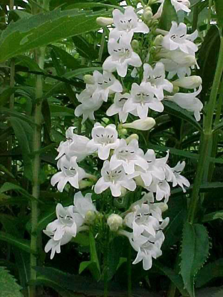Penstemon digitalis: Foxglove Beardtongue