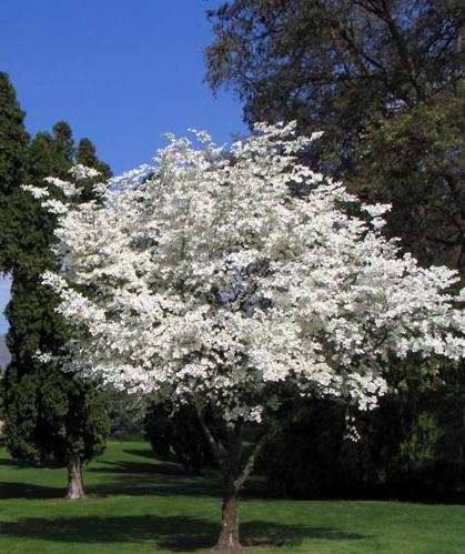 Cornus florida: White Flowering Dogwood