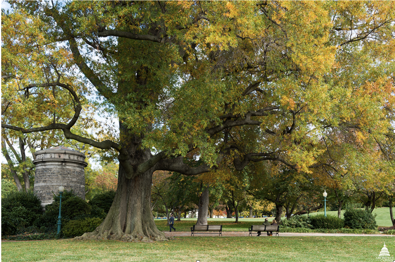 Quercus alba: White Oak