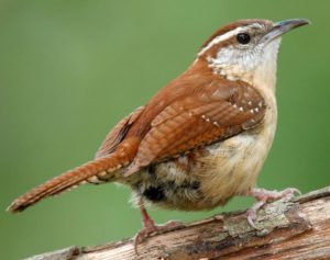 Picture of Carolina Wren, small brown and white bird