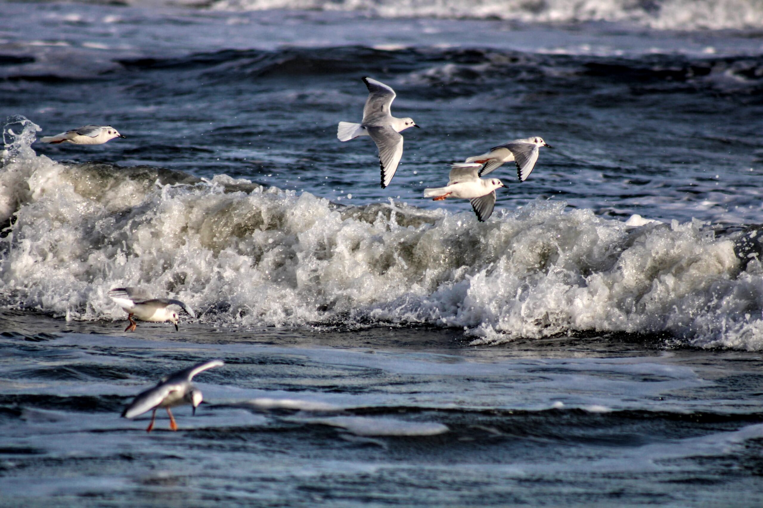 seagulls flying over waves
