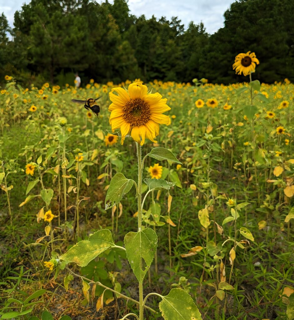 bee flying away from sunflower