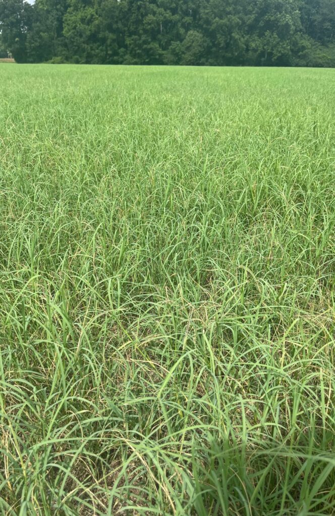bermuda grass