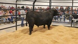 A bull standing in an indoor pen.
