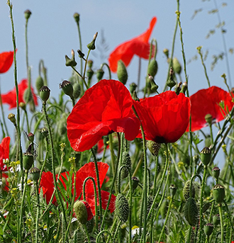 A field of poppies.