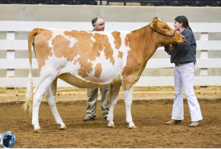 This year, the title of Supreme Heifer Project Heifer was awarded to Lily Bailey of Lancaster, South Carolina.