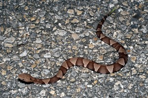 A typical copperhead found in the Southeast.