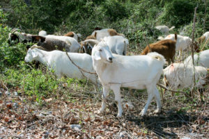 Image of goats clearing brush.