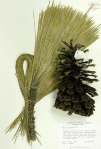 Longleaf Pine. Photo Credit: A.C. Moore Herbarium, University of South Carolina.