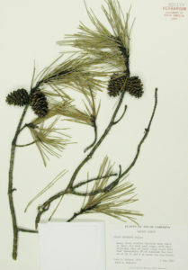 Shortleaf Pine. Photo Credit: A.C. Moore Herbarium, University of South Carolina.