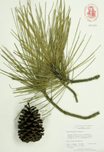 Slash Pine. Photo Credit: A.C. Moore Herbarium, University of South Carolina.