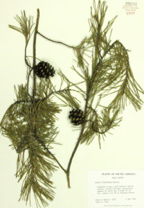Virginia Pine. Photo Credit: A.C. Moore Herbarium, University of South Carolina.