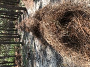 Pine straw raked in a windrow. Photo Credit: Ryan Bean, Clemson Extension