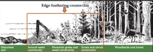 Plant Succession from a fallow crop to a mature forest. Image adapted from University of Missouri Extensionhttps://extension.missouri.edu/mp907?p=2