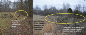 The image on the left shows a typical woodland edge (hard edge), while the figure on the right