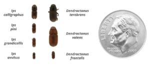 A comparison of sizes for pine bark beetles. Photo credit: Laura Costa, Southern Regional Extension Forestry