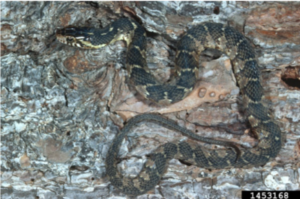 The pattern of the northern water snake is dark blotches that are narrow on the sides and wider towards the backbone. Photo Credit: Sturgis McKeever, Georgia Southern University, Bugwood.org