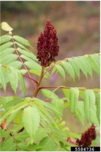 Figure 4.  Seed head from Smooth Sumac Image Source:  Steven Katovich, Bugwood.org