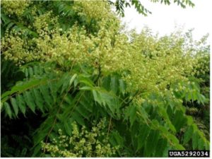 Figure 2. Tree-of-Heaven flowers Image Source: Jan Samanek, Phytosanitary Administration, Bugwood.org