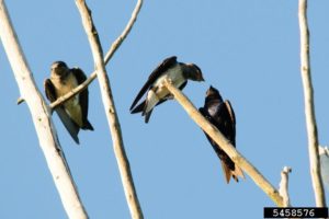 Purple martin (Progne subis). Vern Wilkins, Indiana University, Bugwood.org