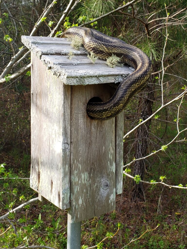 A rat snake crawling into a birdhouse.