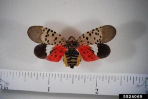 A close-up of the brightly colored spotted lanternfly.