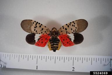 A brightly multicolored winged insect.