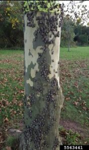 A tree trunk with many spotted lanternfly on it.