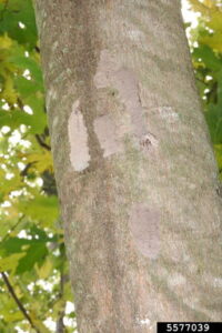 Tree bark with what looks like mud smeared on it.
