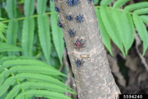 Tiny black and white and red spotted insects crawling on a tree.