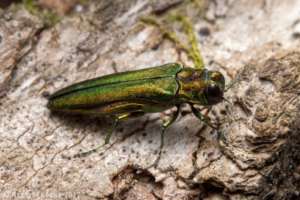 A small shiny green beetle on a piece of bark.
