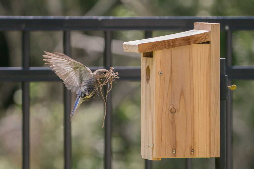Bluebird bringing nest material to the birdhouse.
