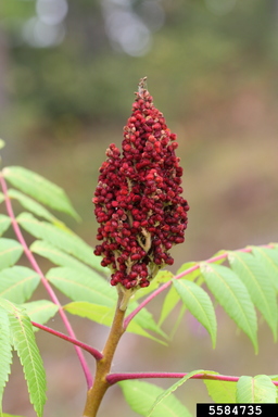 a red seed head sticking out of a green plant