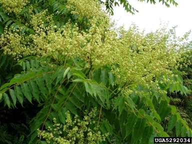 tree-of-heaven flowers