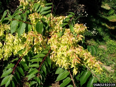 yellow seed pods on green leaves