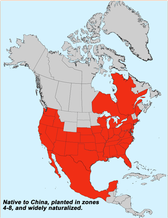map of the North America showing the range of tree-of-heaven