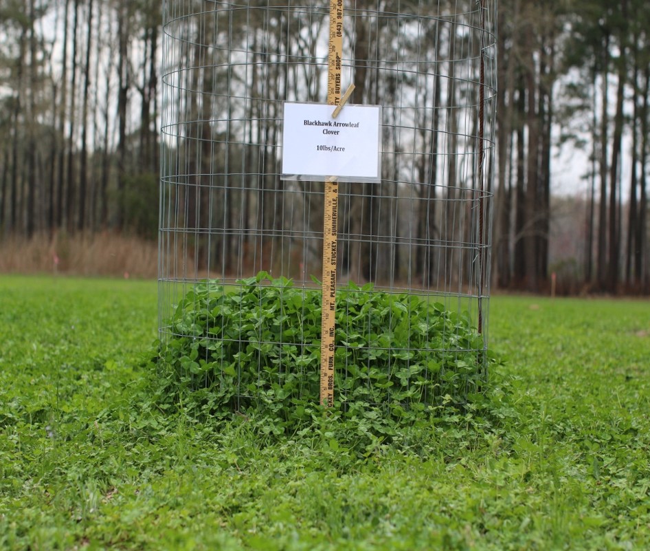 low-growing green plants with taller plants growing inside a metal cage.