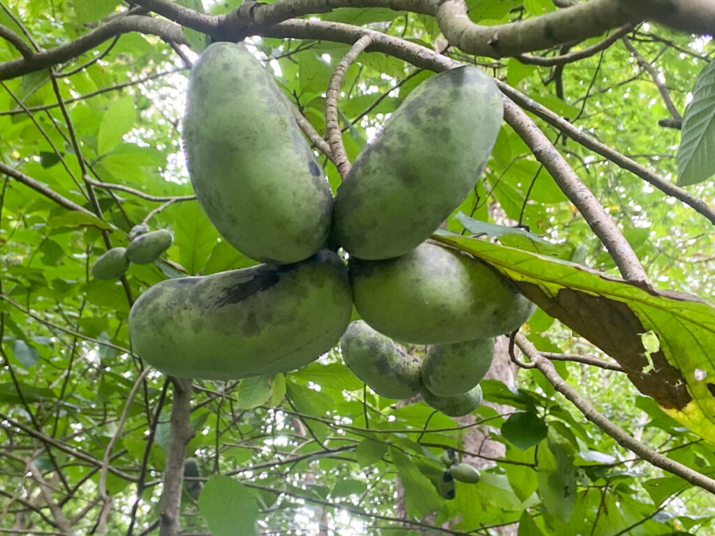 large green fruit hanging on a branch